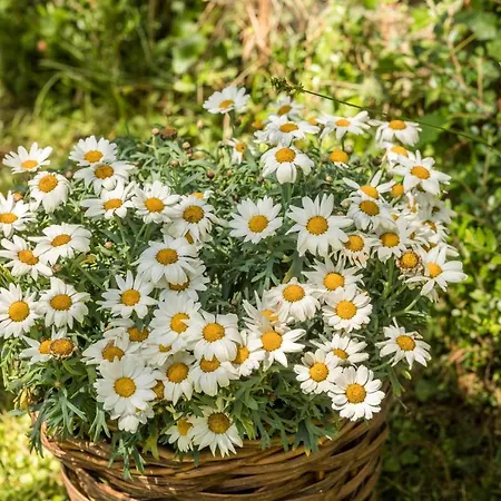 Apartman Ferienhaeuschen Fischbach *