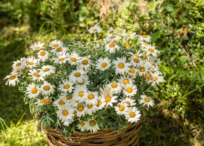 Apartman Ferienhaeuschen Fischbach *